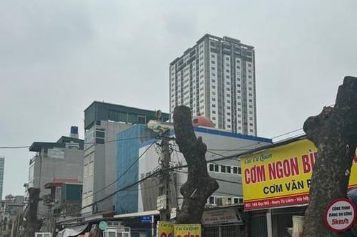 Hàng xà cừ cổ thụ buộc phải cắt ngọn, đánh chuyển trên đường 70 kéo dài