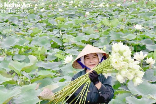 Nông dân quê Bác tất bật vào mùa thu hoạch sen
