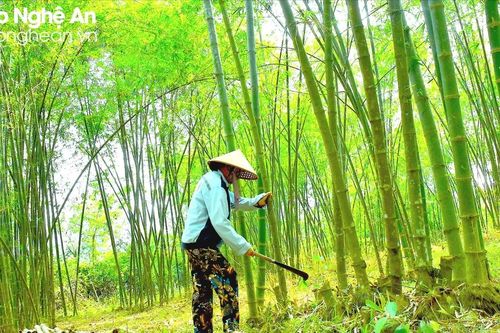 Làm giàu bền vững từ tre, mét ở huyện biên giới Nghệ An