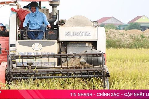 Được mùa - được giá, nông dân Cẩm Xuyên phấn khởi thu hoạch lúa xuân