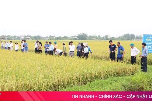 Mô hình sản xuất lúa theo hướng hữu cơ cho lợi nhuận cao