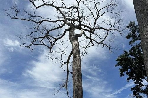 Khánh Hòa: Đề xuất 'chi 400 triệu đồng để xử lý Cây Di sản bị chết' gây xôn xao