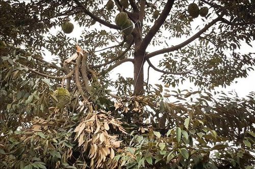 Lâm Đồng: Cơn mưa 'vàng' giải nhiệt cho thủ phủ sầu riêng Đạ Huoai