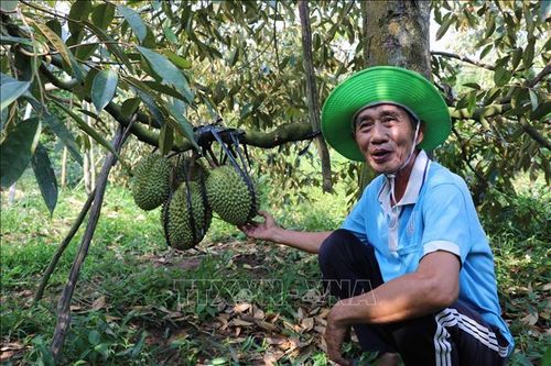 Chuyển đổi tư duy nông nghiệp giúp nông dân tiếp cận giá trị cao - Bài 1: Tăng kết nối, nâng chất lượng