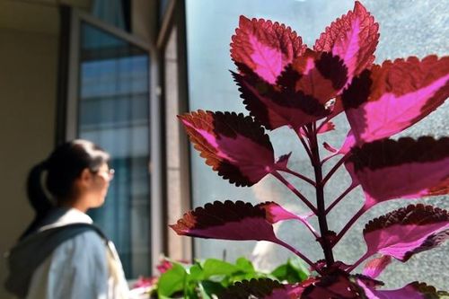 Nhu cầu tư vấn tâm lý gia tăng đáng lo ngại ở Trung Quốc