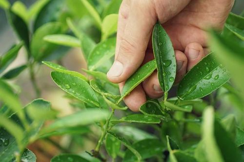 Loại lá không thể thiếu khi ăn thịt gà, không chỉ thơm mà còn chứa 10 lợi ích bất ngờ