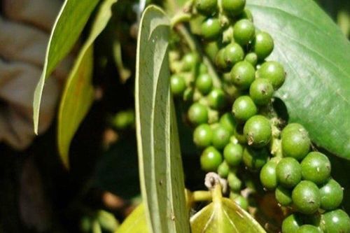 Giá nông sản hôm nay 7/5: Xuất khẩu tiêu khởi sắc; nha đam, mướp hương 'cháy hàng'
