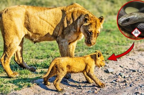 Clip: Thấy con bước đi cà nhắc, sư tử mẹ phát hoảng sau khi phát hiện ra sự thật đáng sợ