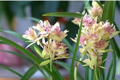Loại lan này cần trồng trong chậu, hoa có hình dáng kỳ dị, mùi thơm hơn cả nước hoa, có thể nở hoa nhiều lần trong năm