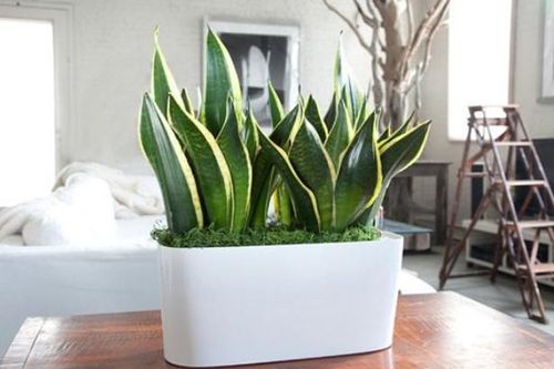 6 loại cây cảnh này được ví như 'điều hòa mini', mùa hè đặt trong nhà giúp duy trì độ ẩm, làm mát nhà ngang dùng quạt