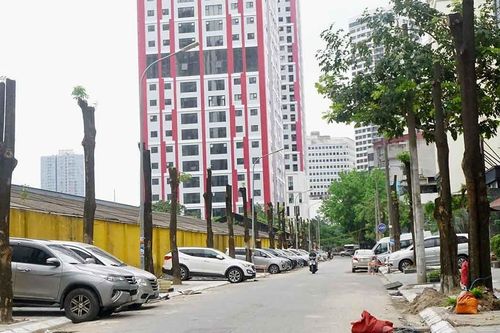 Vì sao loạt cây xanh ở Hà Nội bị chặt trơ trụi?