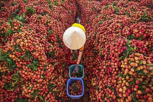 'Thủ phủ vải thiều' miền Bắc giảm 50% sản lượng