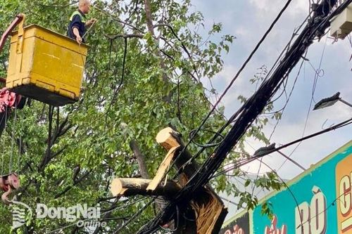 Cắt điện 500 hộ dân Biên Hòa để xử lý cây đổ