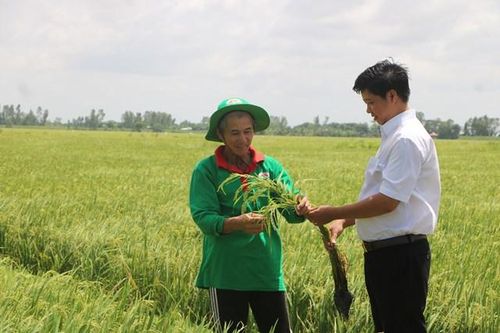 Tăng cường hiệu quả hoạt động khuyến nông cộng đồng phục vụ Đề án 1 triệu hecta lúa chất lượng cao