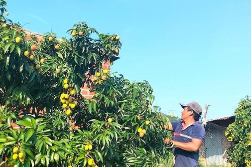 Nông dân trồng vải ở Kbang thiệt hại kép