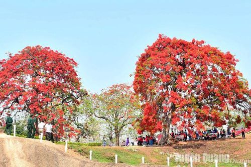 Ấn tượng sắc phượng đỏ rực trên đồi A1