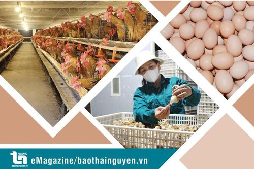 Vượt khó thành tỷ phú gà giống