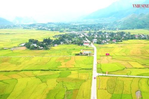 Những 'cánh đồng vàng' ở Mường Thanh