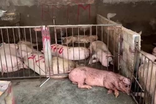 Phát hiện hơn 4.000 kg lợn và sản phẩm thịt lợn có triệu chứng bị bệnh