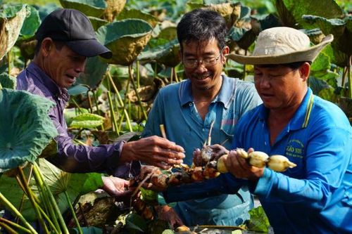Đồng Tháp lần đầu tiên xuất khẩu 15 tấn củ sen qua Nhật