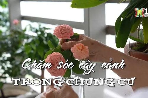 Chăm sóc cây cảnh trong chung cư | Nhịp sống Hà Nội | 07/05/2024