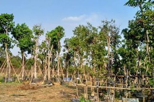 Thêm nhiều tỉnh, thành phải rà soát, cung cấp thông tin các dự án trồng cây xanh