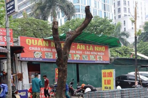 Quận Cầu Giấy thông tin về việc cây xanh bị cắt trụi cành