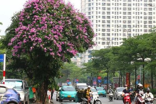 Hà Nội đẹp ngỡ ngàng mùa hoa bằng lăng tím