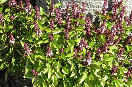 Húng quế chữa được những bệnh gì?
