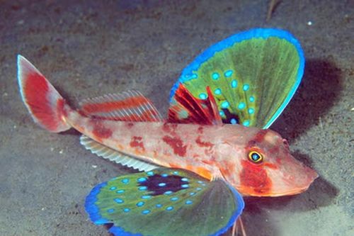 Loài cá 'dị biệt' sở hữu đôi cánh bướm sặc sỡ và có thể 'đi bộ' dưới đáy biển