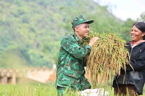 Chiến sĩ Biên phòng xuống đồng cùng người dân gặt lúa
