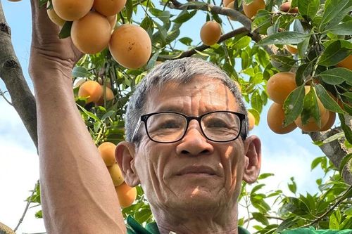 Lão nông bội thu nhờ bí quyết cho thanh trà ra trái nghịch mùa