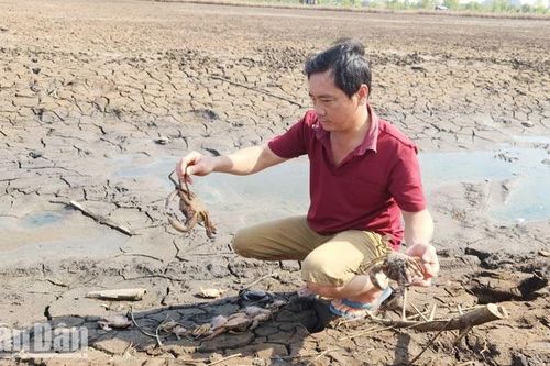 Cơ sở nuôi tôm công nghiệp xả thải, tôm cua chết hàng loạt