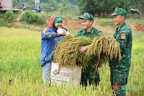 Đồn Biên phòng Hướng Lập giúp đồng bào Vân Kiều thu hoạch lúa