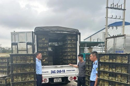 Có dấu hiệu nhập trứng gia cầm… sắp nở để lách luật