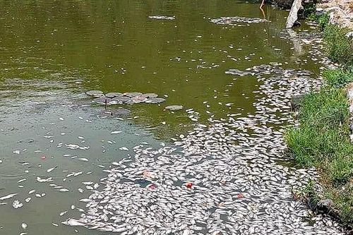 Kết quả xét nghiệm mẫu nước trong vụ cá chết ở hồ Bàu Sen