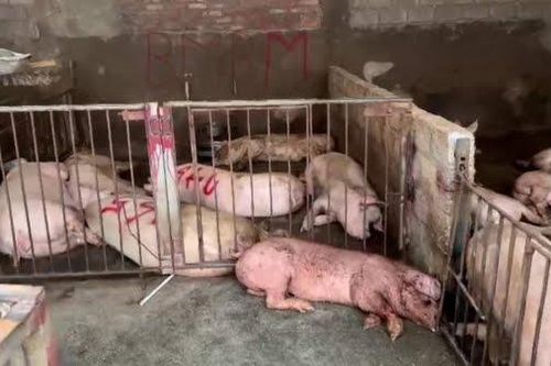 Phát hiện hơn 4.000kg thịt lợn có triệu chứng nhiễm bệnh tại Tam Đảo