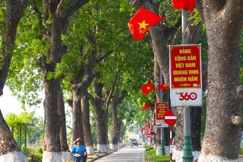 Xanh mướt hàng xà cừ cổ thụ đường vào quê Bác