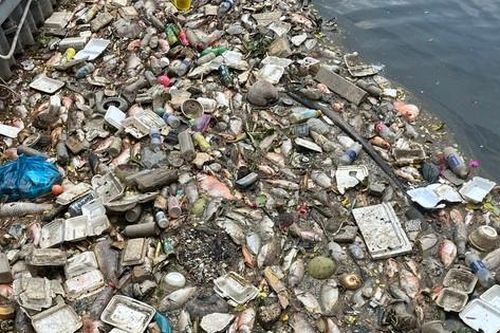 Mới mưa vài ngày, xác cá đã nổi đầy kênh Nhiêu Lộc