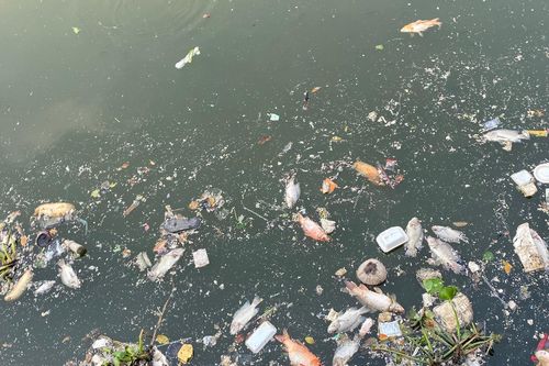 Cá chết, rác thải nổi lềnh bềnh trên kênh Nhiêu Lộc - Thị Nghè