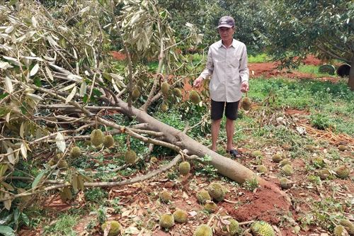 Kẻ khóc, người cười sau những cơn 'mưa vàng' đầu mùa