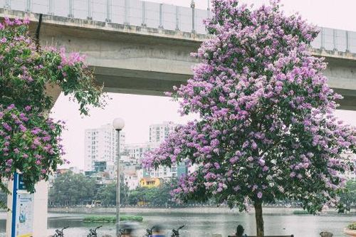 Cây bằng lăng trên phố Hà Nội bỗng dưng nổi tiếng, khách 'ùn ùn' tới check-in