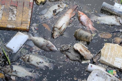 Sau mưa đầu mùa, xác cá chết lẫn rác thải nổi đầy kênh Nhiêu Lộc - Thị Nghè