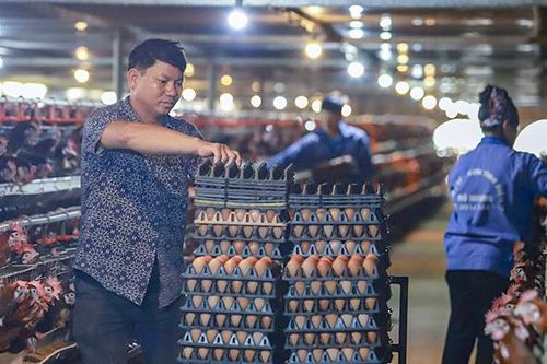 Người nuôi gia cầm gồng lỗ nặng suốt nửa năm vì hàng lậu tràn về