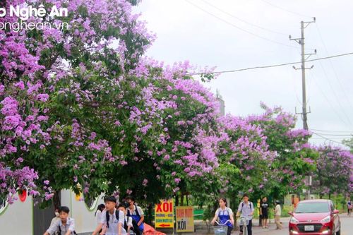 Những cung đường mộng mơ sắc tím giữa lòng thành Vinh