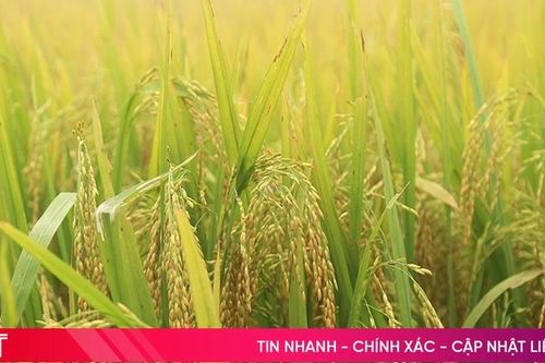 Lúa xuân dự kiến xác lập kỷ lục mới trên cánh đồng lớn Đức Thọ