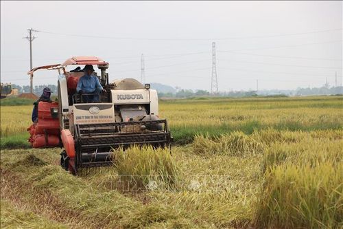 Hà Tĩnh được mùa vụ lúa Xuân