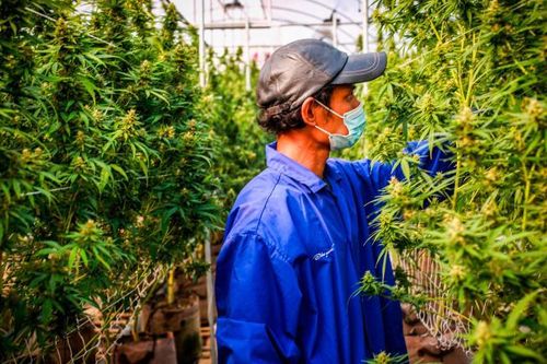 Thái Lan đưa cần sa trở lại danh sách các chất ma túy