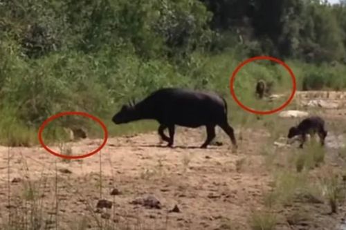 Clip: Mải mê xua đuổi báo hoa mai, đàn trâu rừng lại 'đâm sầm' vào sư tử