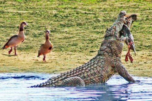 Đang tung tăng bơi lội, ngỗng Ai Cập bỗng nhiên bị cá sấu sông Nile 'hóa kiếp'